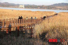 서천 신성리 갈대밭, ‘한국 관광의 별’ 후보 선정