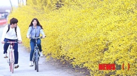 개나리 활짝 핀 봄 만끽하는 연인