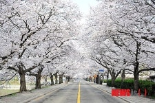 벚꽃 터널의 완성작 정읍 벚꽃길 내달 8일부터 만개