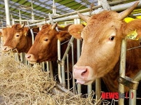 원주시, 축산농가 사료구매자금 지원