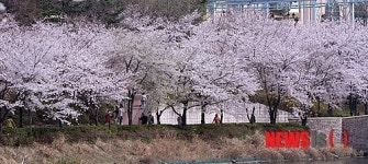 석촌호수로 벚꽃 구경 오세요