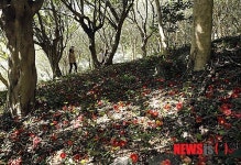 동백 숲의 여유