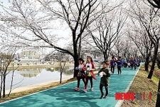 상주, 북천변 벚꽃 장관