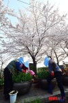 윤중로, 벚꽃 축제준비 한창