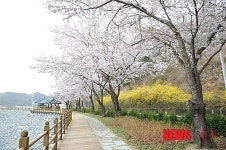 영천댐 아름다운 호반 벚꽃100리길