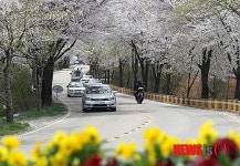 대전동구, 봄 나들이길 3곳 추천