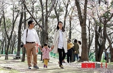제주, 벚꽃길을 걷는 가족