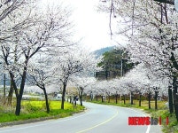 속초시 봄맞이 농촌 마을별 축제 풍성