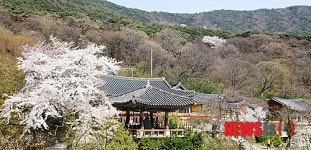 서산 개심사에 활짝 핀 왕벚꽃