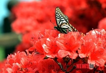 남해에 핀 연산홍