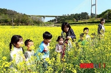 이순신대교 길목, 여수 묘도 유채꽃 활짝