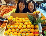 첫 출하된 감귤 맛보세요!