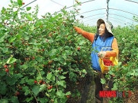 진주 시설 산딸기 첫 출하