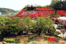 당진 농심테마파크 아름다운 철쭉의 향연