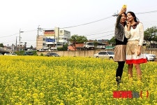 유채꽃밭 속 두 여심(女心)