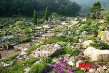 포천 평강식물원 5월 한달 특별한 꽃잔치 고산식물전