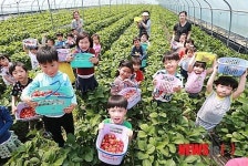 딸기 땄어요!