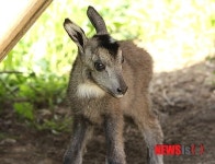 양구군 산양증식복원센터서 새끼산양 출산