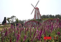 태안 백합 꽃 축제 절정