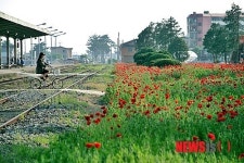 남원시 조성 도심속 향기원 봄꽃 만개 꽃들의 향연