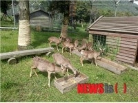 제주시 노루생태관찰원, 임신한 암노루 특별관리