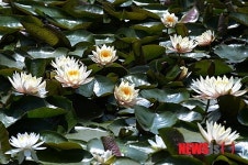 수련과 물닭이 어우러진 화천 연꽃마을