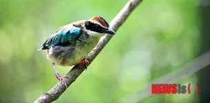 제주야생동물구조센터, 부상당한 팔색조 방사