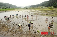 괴산군, 논그림 비상하는 괴산 연출…괴산북중 참여