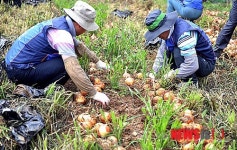 양파 수확 돕는 현대차 울산공장 직원