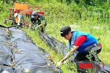비닐덮기 자원봉사하는 삼성디스플레이 대학생 봉사단