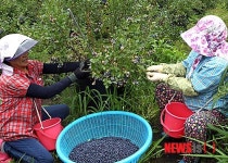 함평 블루베리 수확