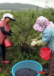 웰빙식품 블루베리 수확