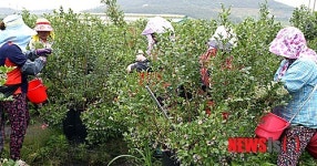 함평 블루베리 수확 작업