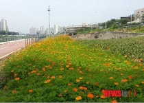 광진구 중랑천 코스모스 보러 오세요