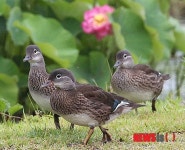 연꽃단지 나들이