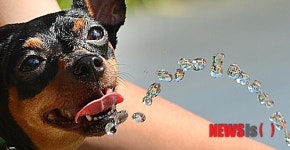 무더위에 물마시는 강아지