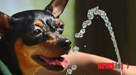 물 찾는 더위에 지친 강아지