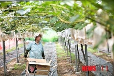 강풍 대비 시설하우스 점검