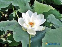 김제 청운사 하소백련축제 11일 개막