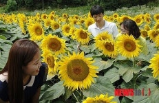 양평군 무왕리 해바라기 마을 부농을 꿈꾼다