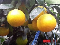 제주 자연에너지 이용 황금향 두달 빨리 수확