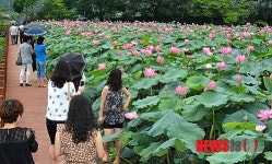 관광객을 유혹하는 밀양 연꽃단지