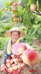 잘 익은 햇 복숭아 드세요
