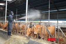 의령군, 구제역 확산 방지 위해 방역에 박차