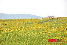 고창 학원농장, 해바라기 꽃 만개