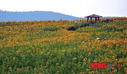 해바라기가 만개한 고창 학원농장