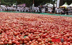 토마토 천국 화천