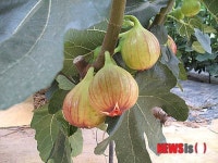 갯바람 맞은 ‘보령 무화과’ 본격 출하