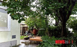 북정동 삼일회관 무궁화꽃 50년째 활짝