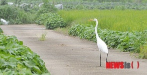 농로 산책하는 백로